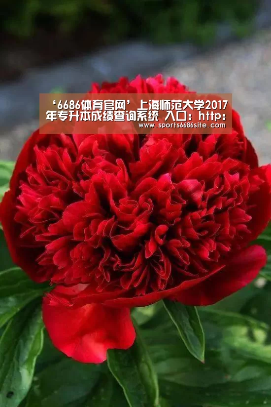 ‘6686体育官网’上海师范大学2017年专升本成绩查询系统 入口：http:/